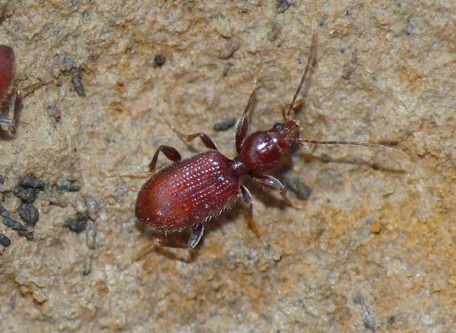 Apotomus rufus (Carabidae)